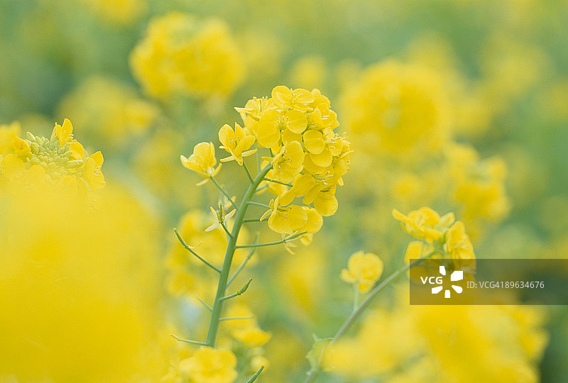 油菜花花朵图片素材