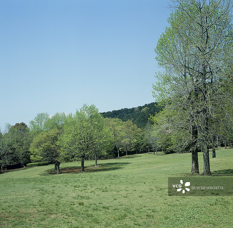 山丘上的树图片素材