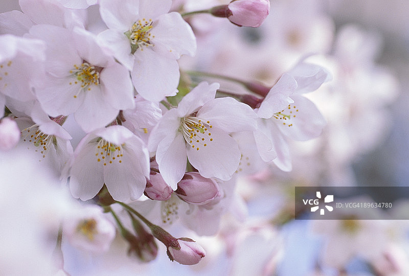 樱花特写图片素材
