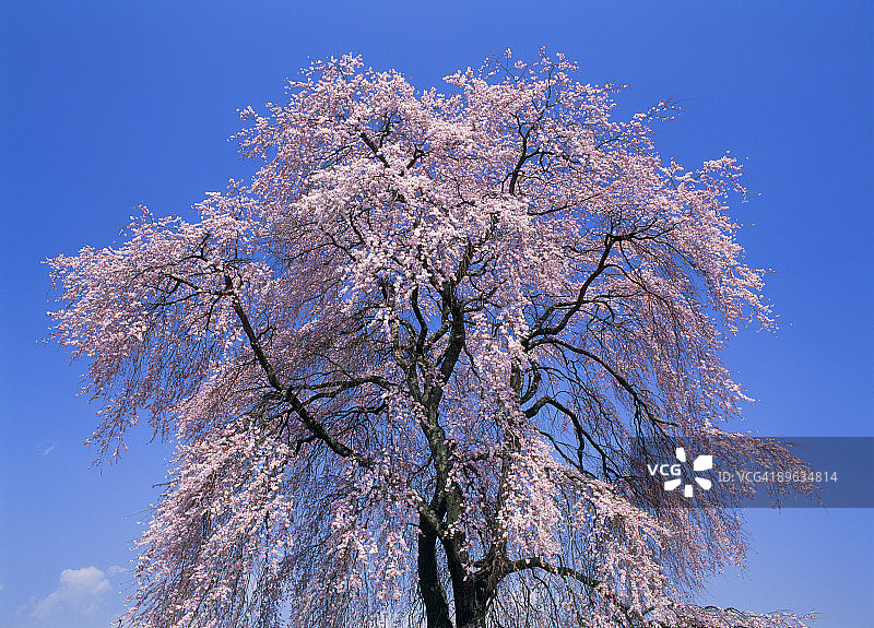 樱花与天空图片素材
