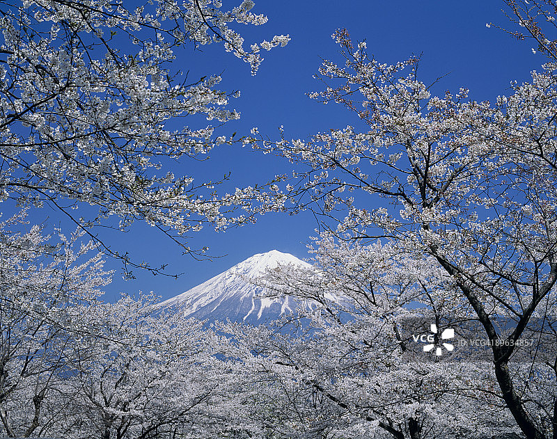 富士山与樱花图片素材
