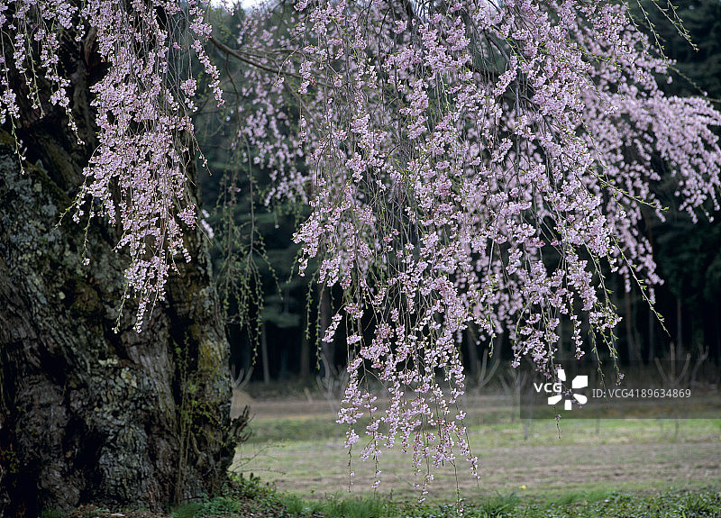 樱花图片素材