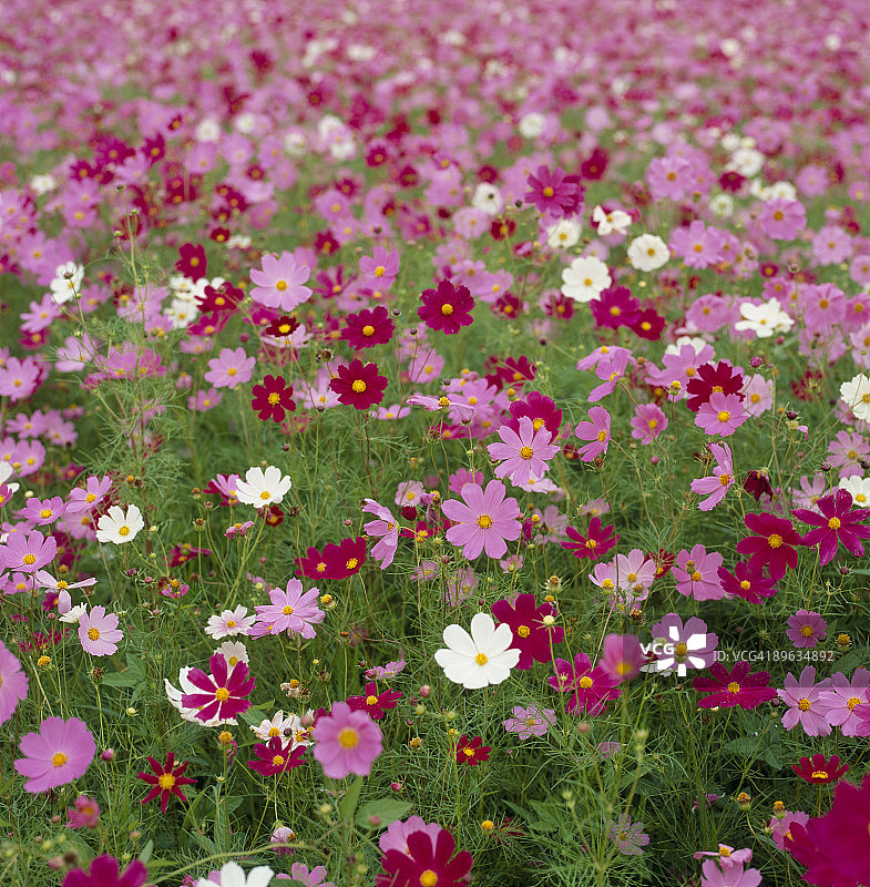 波斯菊花园图片素材