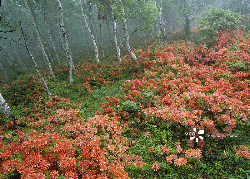 日本杜鹃花和日本白桦树图片素材