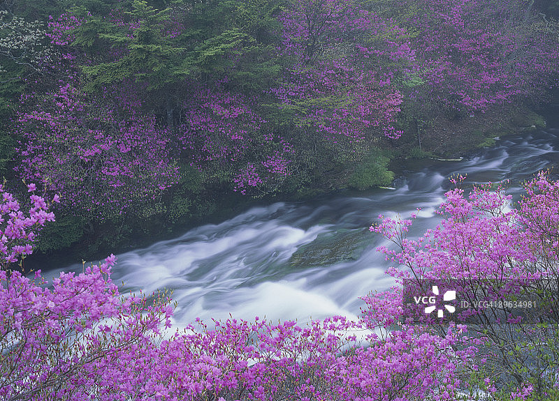 杜鹃花与山涧溪流图片素材