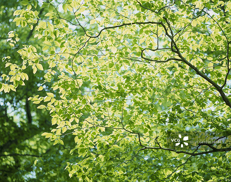 绿色的树叶图片素材