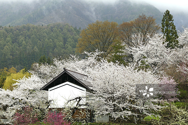 乡村的樱花与桃花图片素材