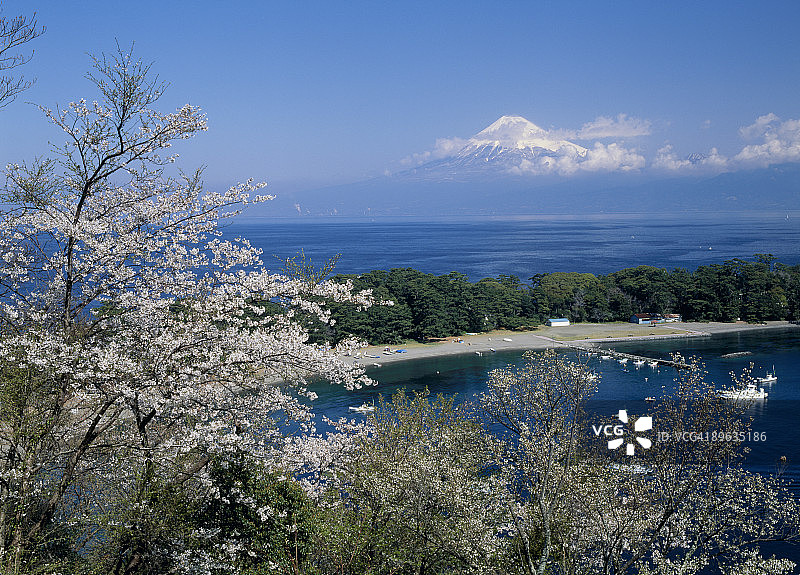 富士山与樱花图片素材
