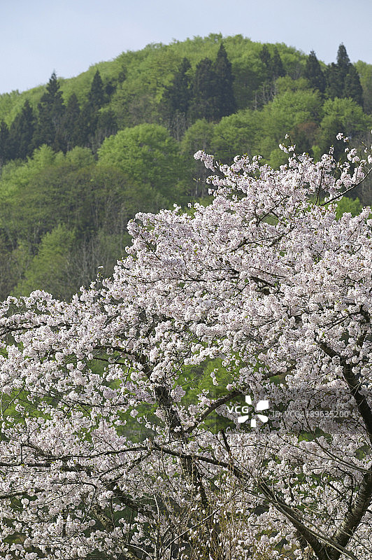 樱花与山脉图片素材