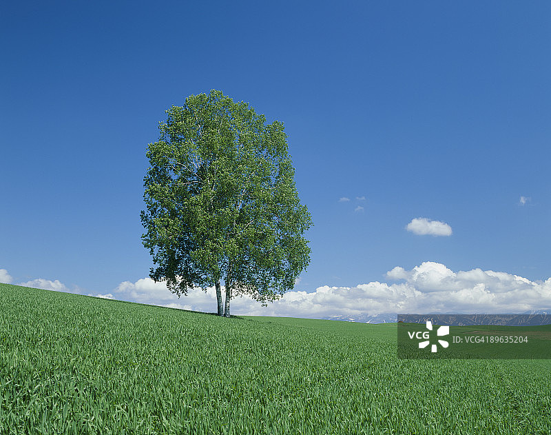 绿色田野中的单棵树图片素材