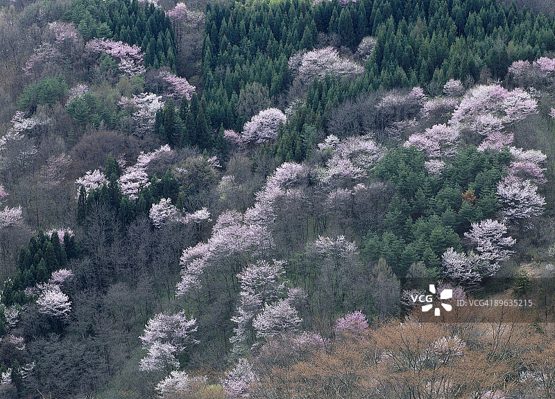 山上的樱花图片素材