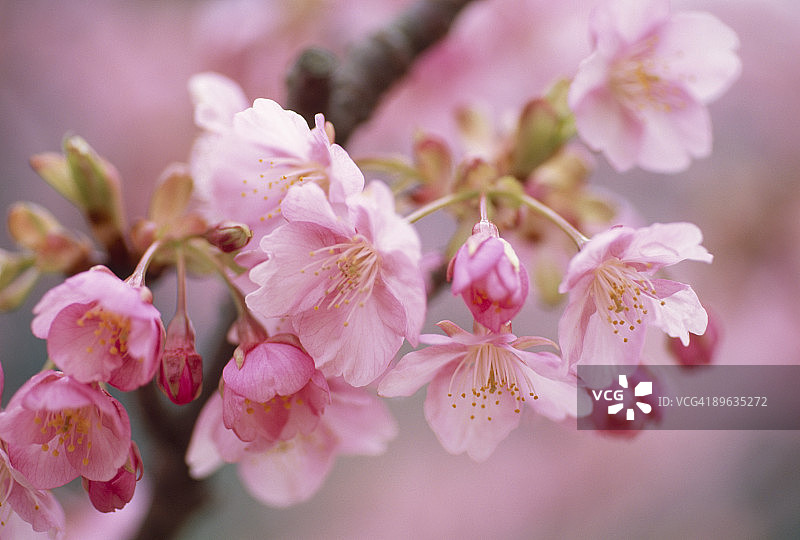樱花特写图片素材