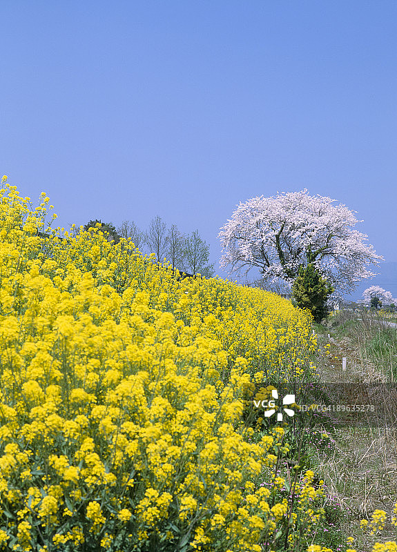 樱花与油菜花图片素材
