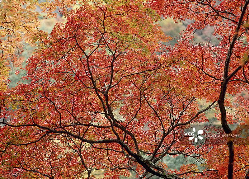 秋天的落叶图片素材