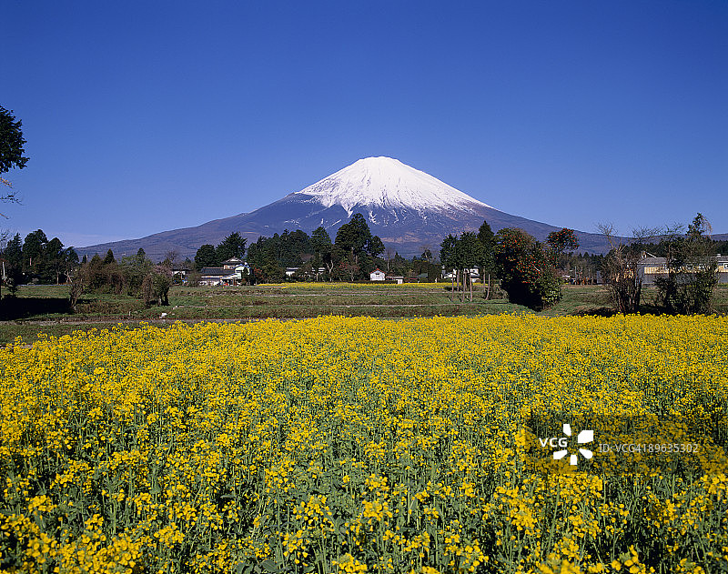 富士山与油菜花图片素材