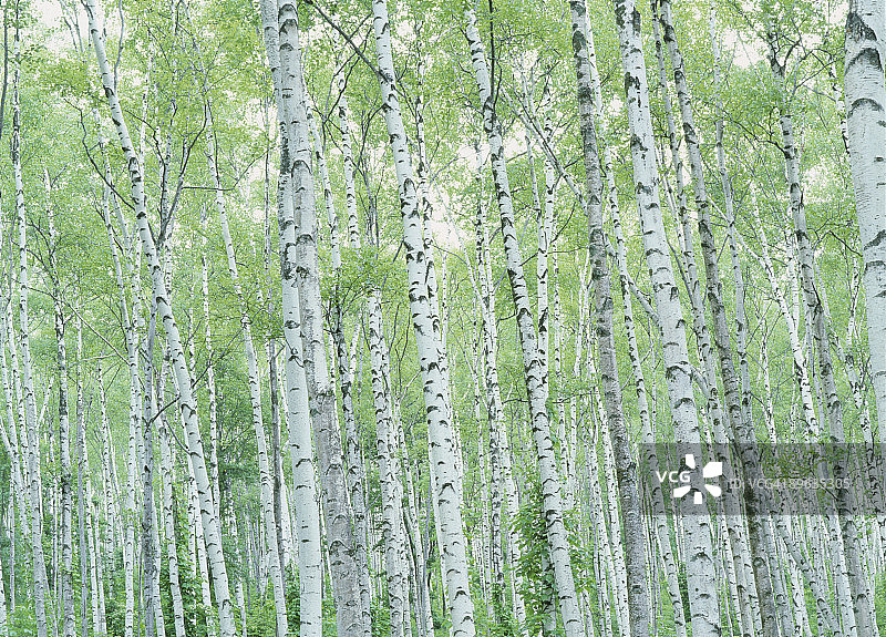 日本白桦木林图片素材
