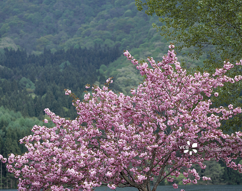 樱花与绿色图片素材