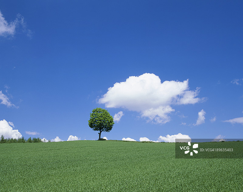 绿色田野中的单棵树图片素材