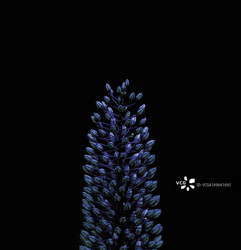 黑色背景上未开花的植物球茎图片素材