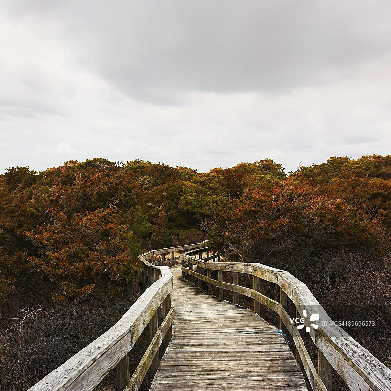 木制走道和树木图片素材