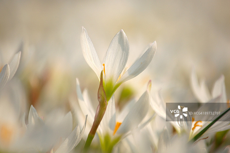洁白的 illuminated 花朵图片素材