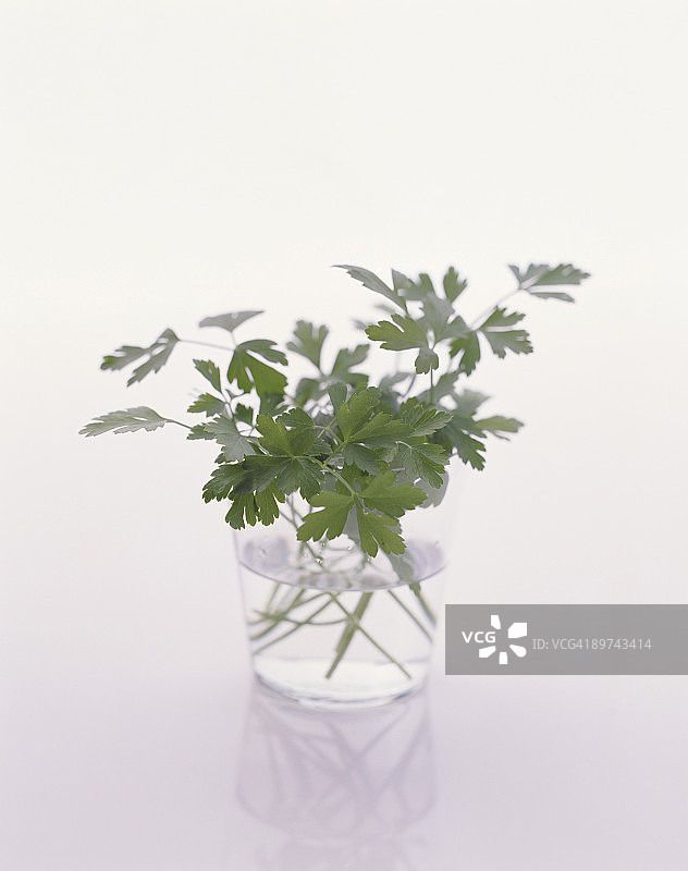 玻璃杯中的欧芹图片素材