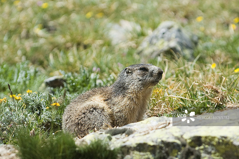 土拨鼠图片素材