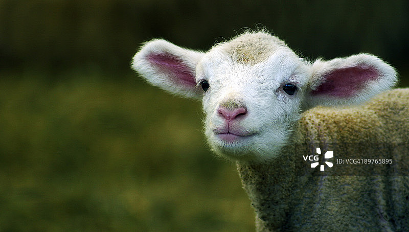 咩叫的小羊羔图片素材