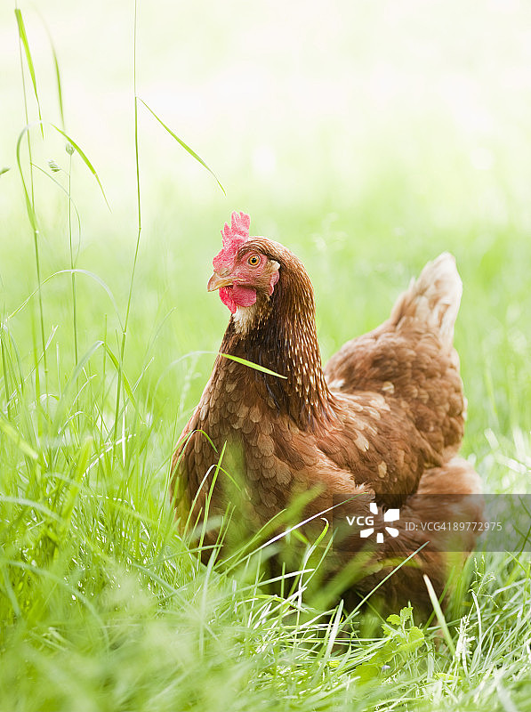 草地上的鸡图片素材