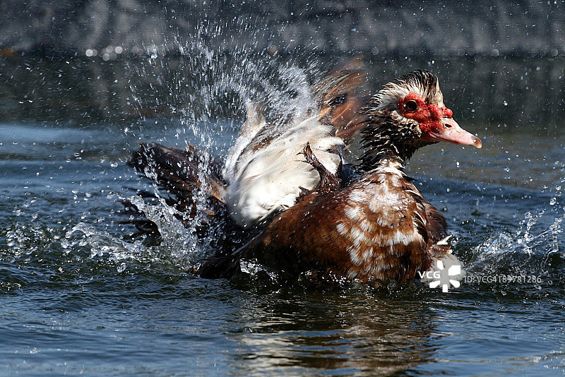 沐浴的鸭子图片素材