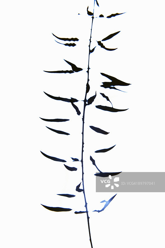 树枝上的叶子图片素材