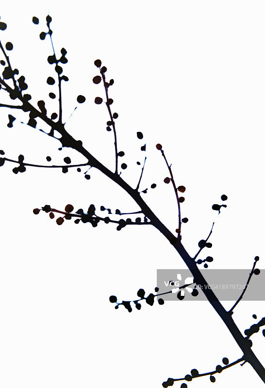 带浆果的树枝图片素材