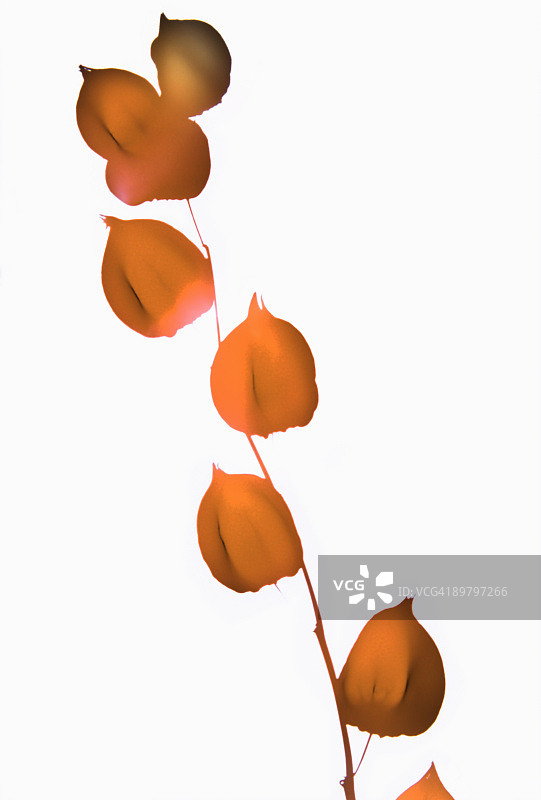 树枝上生长的灯笼果图片素材