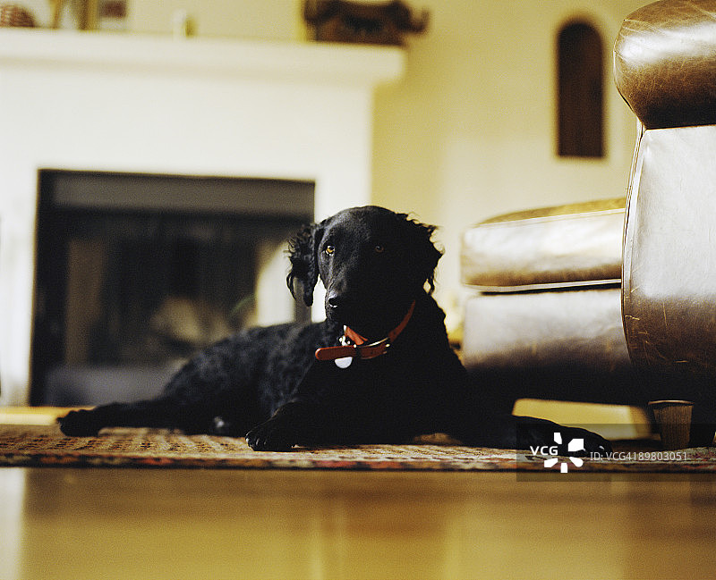 躺在小地毯上的黑色卷毛寻回犬图片素材