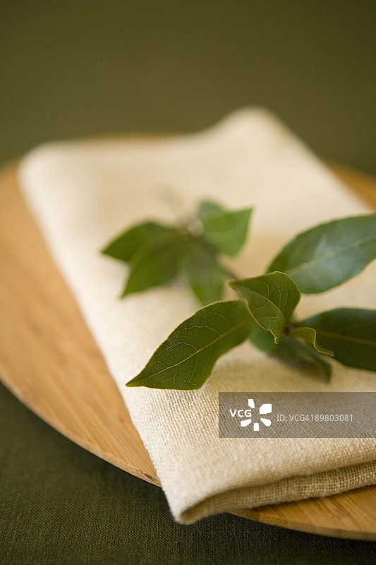 月桂叶图片素材