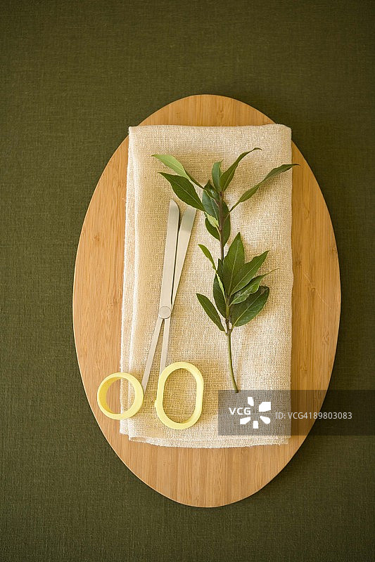 月桂叶图片素材