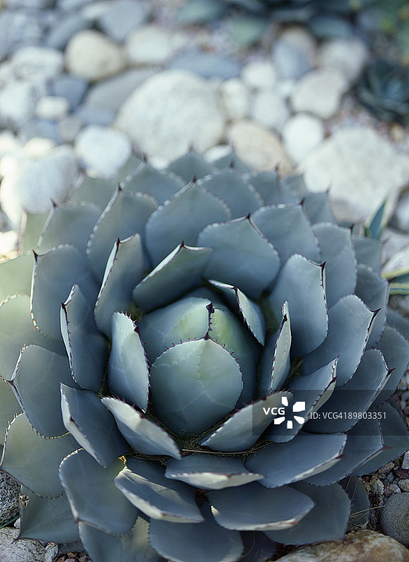 帕里龙舌兰图片素材