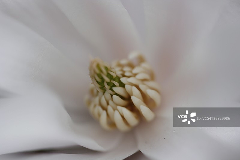 盛开的花朵特写图片素材