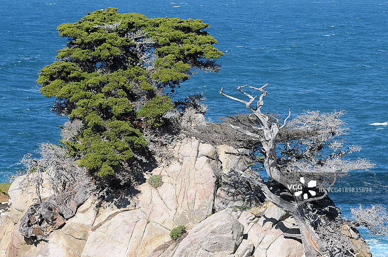 蒙特雷柏树图片素材