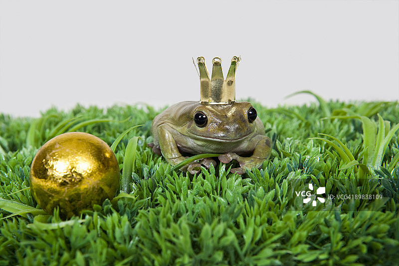 青蛙王子和金球，影棚拍摄图片素材