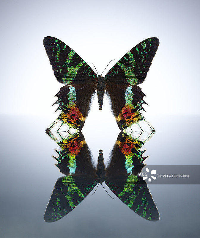 水池中的多色蝴蝶图片素材