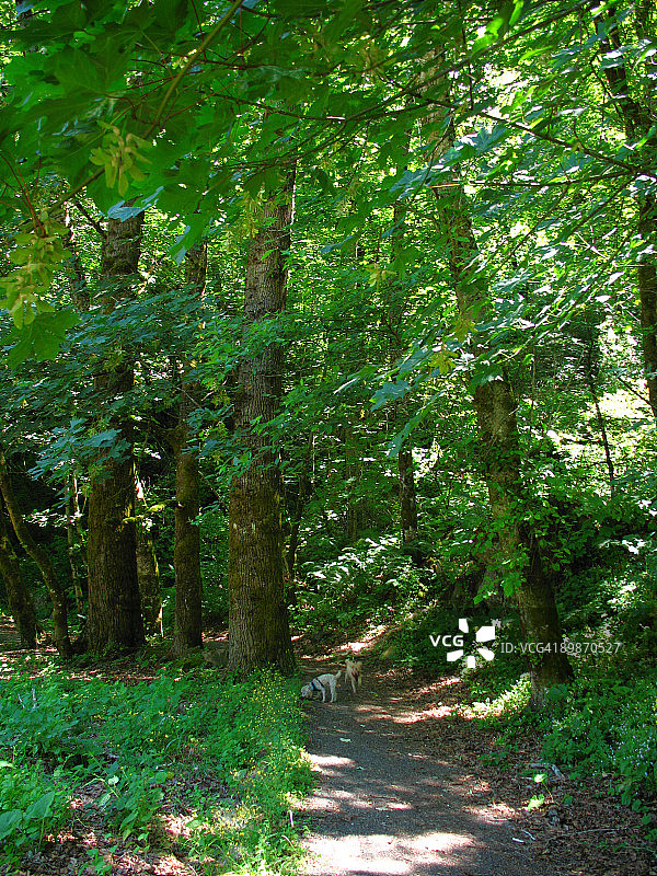 探索小路的玩具贵宾犬图片素材