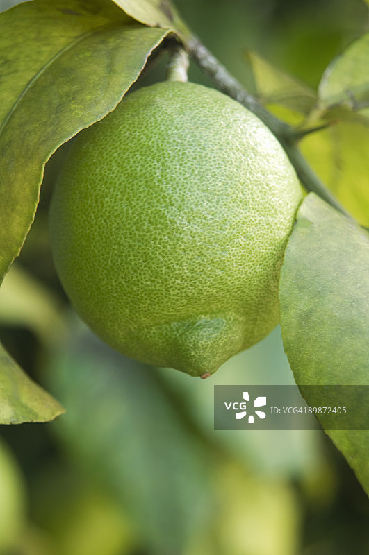 树枝上的柠檬图片素材