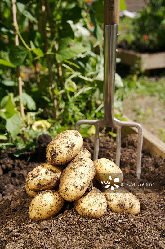新鲜采摘的土豆图片素材