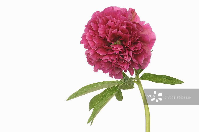 芍药花头图片素材