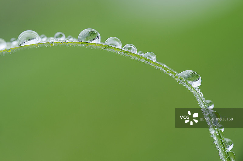 草地上的水滴特写图片素材