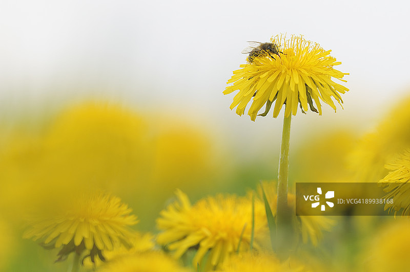 蜜蜂在蒲公英上图片素材