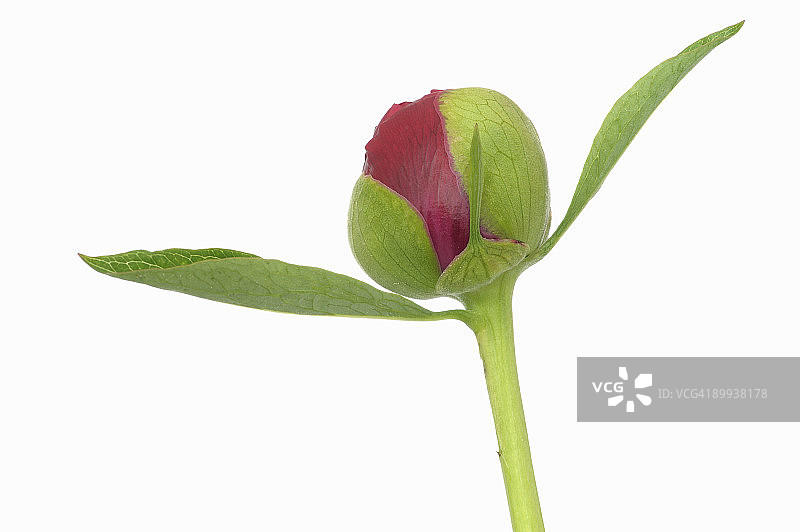 牡丹（药用芍药）花蕾图片素材