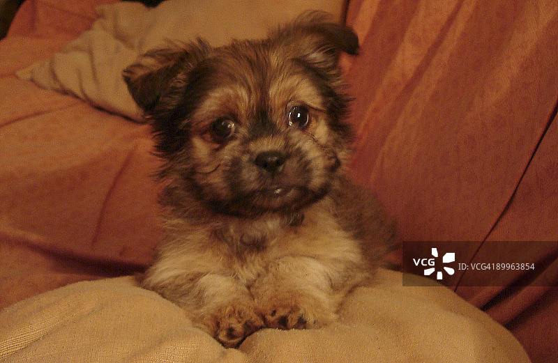 小狗坐在椅子上图片素材