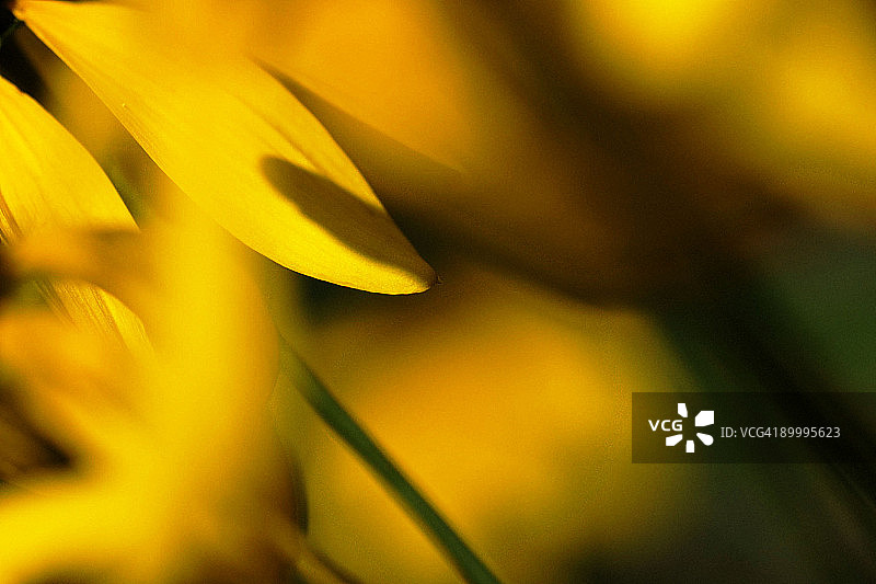 黄色绘画图片素材